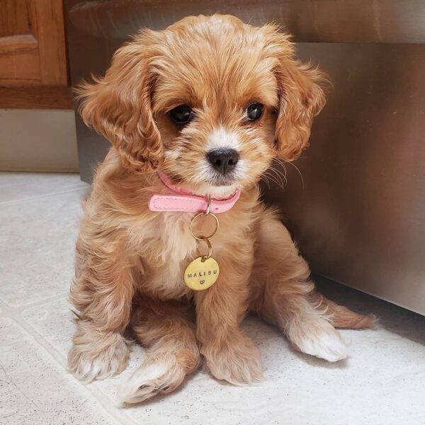 cavapoo puppies for adoption