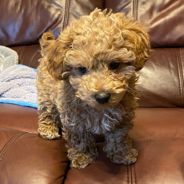 Cavapoo puppies for adoption