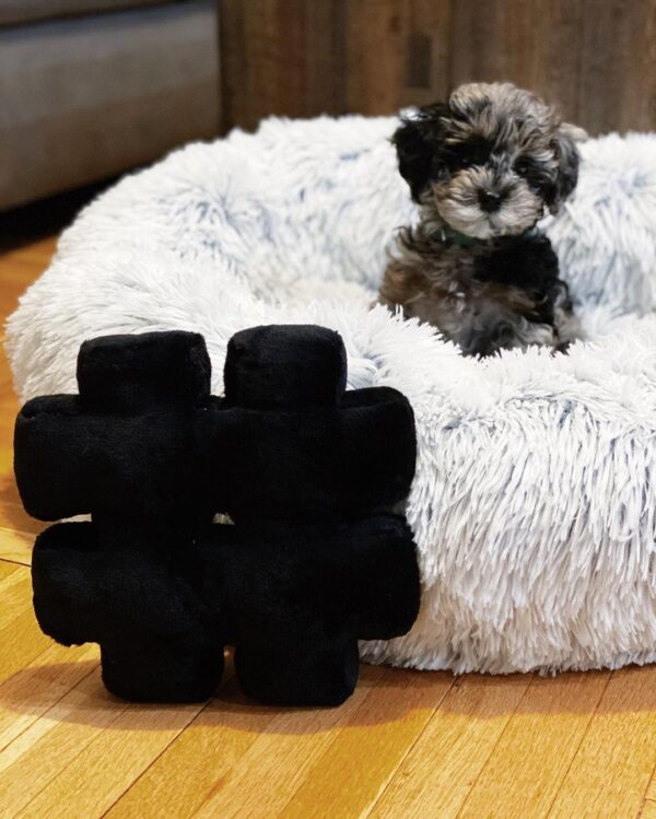 adopt a cavapoo usa