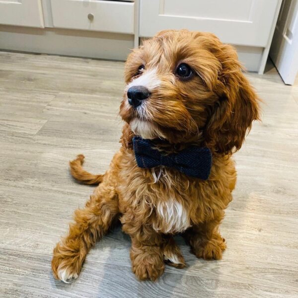 Cavapoo puppies for adoption