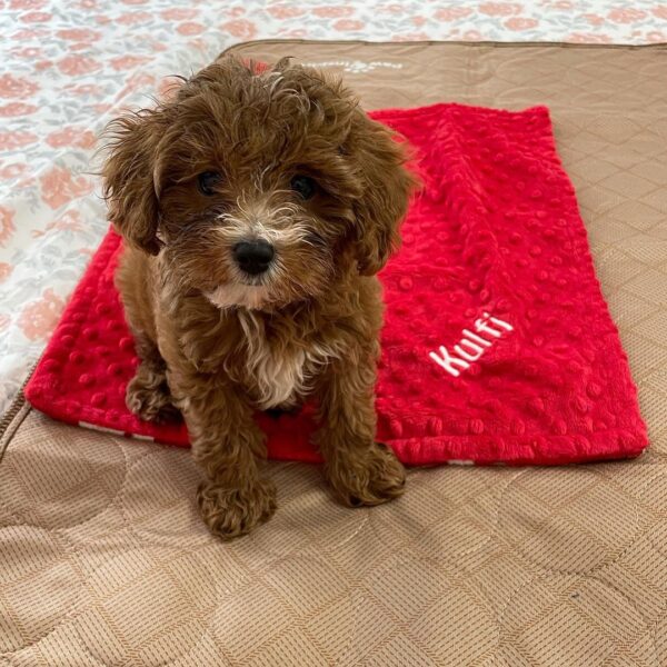 Cavapoo puppies for adoption, cavapoo puppies for adoption and rehoming, cavapoo puppies for adoption georgia, cavapoo puppies for adoption florida, cavapoo puppies for adoption uk, rescue cavapoo puppies for adoption, mini cavapoo puppies for adoption, cavapoo puppies for sale, cavapoo puppies for sale near me, cavapoo puppies for sale in ohio, cavapoo puppies for sale scotland, cavapoo puppies for sale ireland, cavapoo puppies for sale in pa, cavapoo puppies for sale glasgow, cavapoo puppies for sale london, cavapoo puppies for sale in michigan, cavapoo puppies for adoption near me, cavapoo puppies for sale essex, cavapoo puppies for sale under $700, adoption fee for puppies, cavapoo puppy adoption near me, adopt cavapoo uk, adopt cavapoo usa, adopt a cavapoo london, adopt a cavapoo new york, cavapoo puppies for adoption near me cheap, cavapoo puppies for adoption mi cavapoo puppies for adoption near me for sale cavapoo rescue puppies for adoption, free cavapoo puppies for adoption, free cavapoo puppies for adoption near me, cavapoo rescue puppies for adoption florida, cavapoo puppies for adoption,