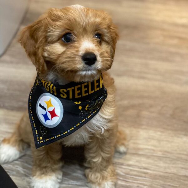 Cavapoo puppies for adoption