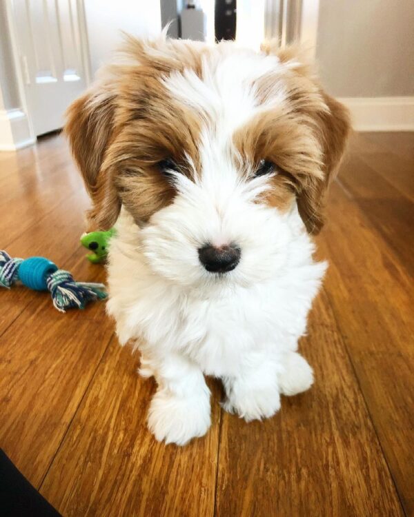 Monty (Female Cavapoo Puppies)