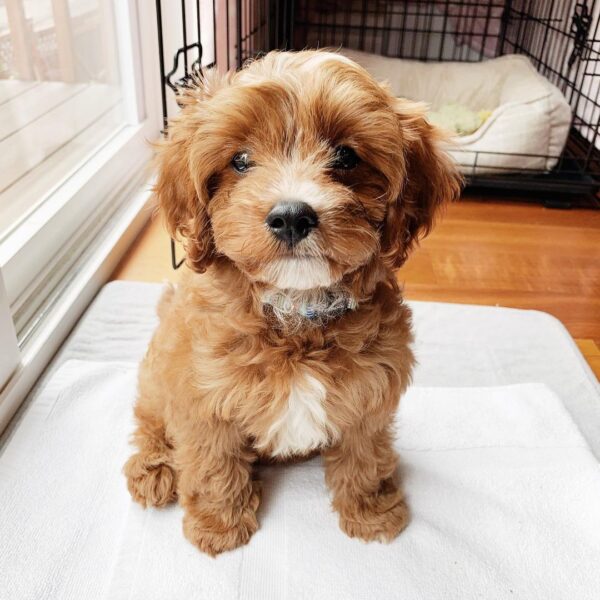 Cavapoo puppies available for adoption